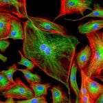 Fluorescence Microscopy Reagents