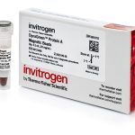 DynaGreen™ Protein A Magnetic Beads/20rxn