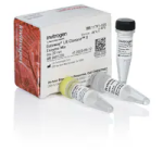 Bp Clonase Ii Enzyme Mix 100 reactions