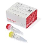 Lipofectamine® 3000 Transfection Reagent/0.75ml