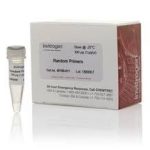Random Primers-1.5Mm 100 ul (~297ug/100 ul)