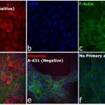 Donkey anti-Rabbit IgG (H+L) Secondary Antibody, Qdot® 655