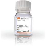 Glutamax 1 (100X) (Ce) 100ml