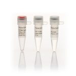 T4 DNA Ligase (5 U/µL) / 1,000 units