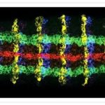 Goat anti-Mouse IgG (H+L)Cross-Adsorbed, AlexaFluor 488/1mg