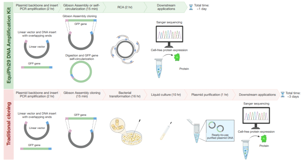Comparison of the EquiPhi29 1-day cell-free workflow versus 3-day traditional cloning