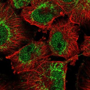 OMA1 Polyclonal Antibody (PA5-63067)/ 100 µL